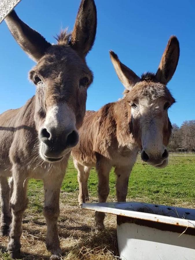 La Wigwam Bleu Du Domaine Du Pas De L'Ane Hotel Mios Eksteriør billede